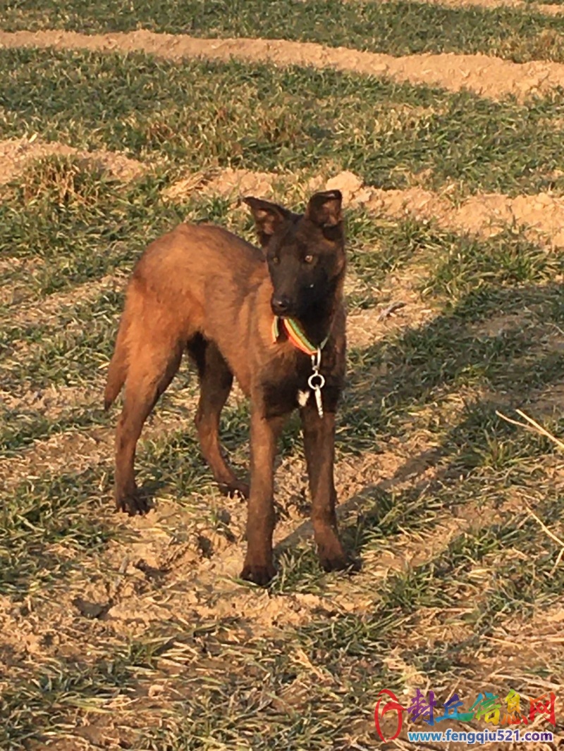 七个月马犬